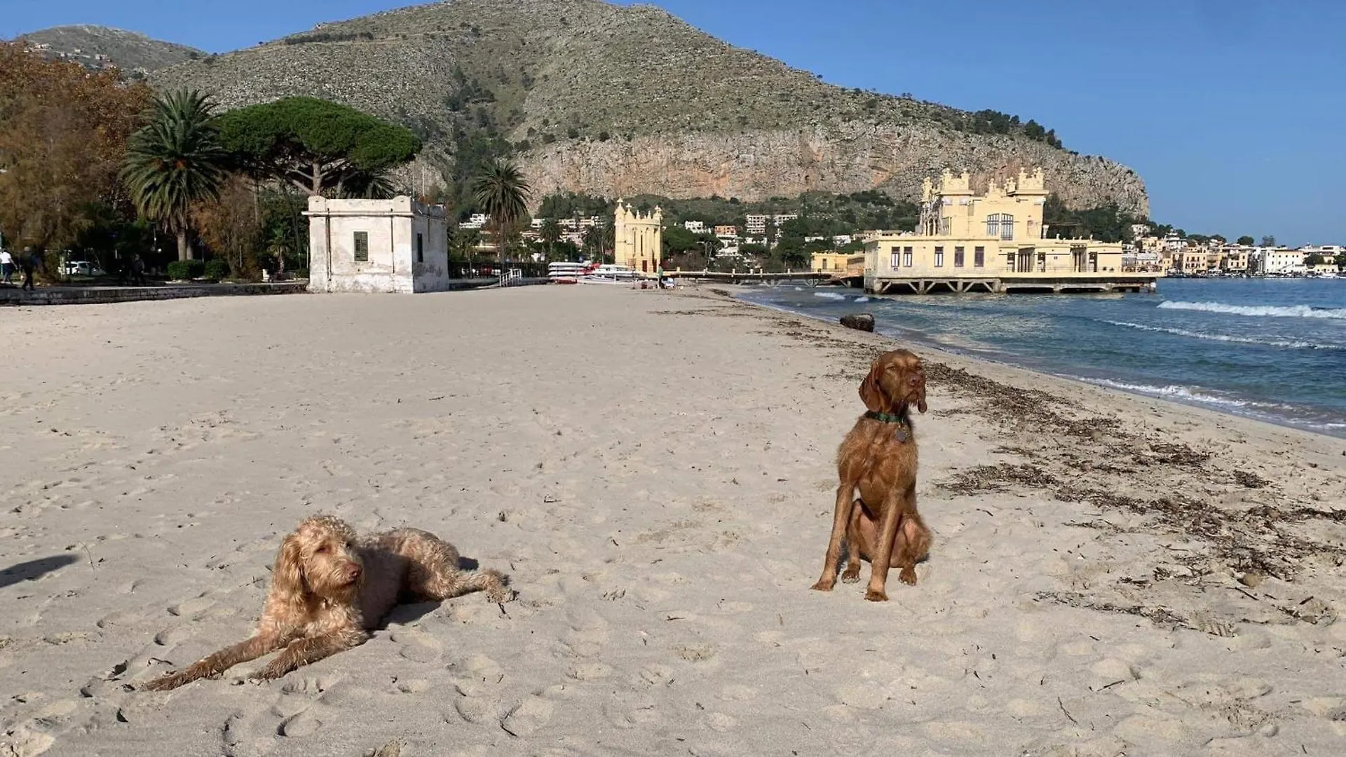 Due Cani Apartment Palermo Italy